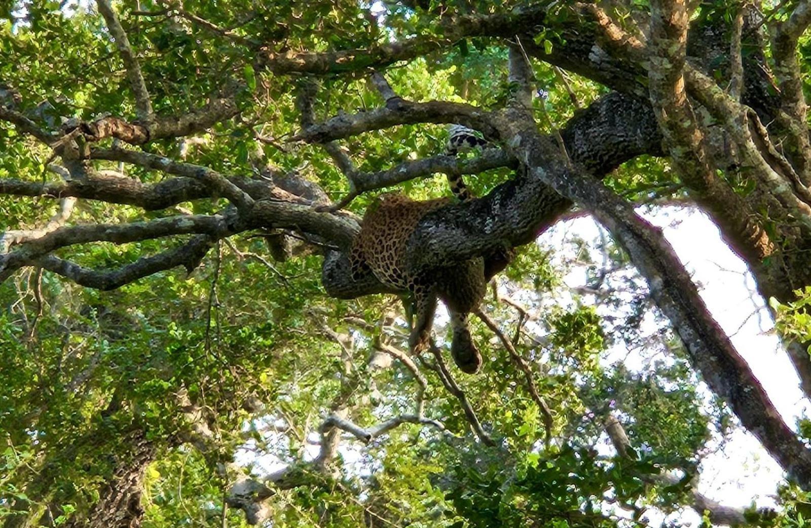 Eden Yala Hotel Luaran gambar